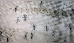 Nueva cepa de zika identificada en Brasil puede causar otra epidemia 