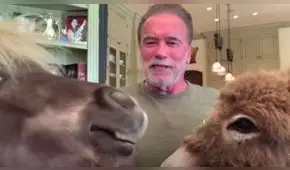 Arnold Schwarzenegger es interrumpido por sus curiosas mascotas durante entrevista online [VIDEO]
