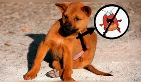 Tres tips para decirle ‘adiós para siempre’ a las pulgas de tu mascota