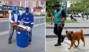 Pastorcito, el perrito del Metropolitano, fue encontrado y ahora busca un hogar seguro 