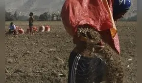 Una planta de urea para el Perú: comisión del Ejecutivo para su creación va hasta fin de año