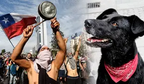 La historia del perrito callejero que se convirtió en el símbolo de una protesta en Chile
