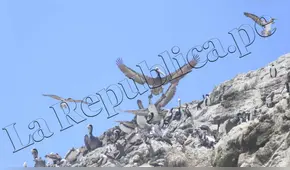 Gripe aviar: Senasa afirmó que mortalidad de aves marinas disminuyó en 50% en Lambayeque