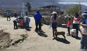 Arequipa: casos de rabia canina en Cerro Colorado se redujeron en un 80%