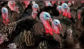 ‘’Las vidas de los pavos son cortas y miserables’’: animalistas critican cena de Acción de Gracias