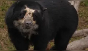 El Oso de los bosques andinos [VIDEO]