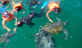 Talara: proponen se instaure el Día de las Ballenas y Tortugas 