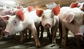 Primer caso de peste porcina africana se registra en Alemania 