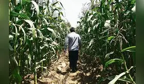 Lambayeque: rehabilitación temporal en el agro es mayor a S/ 7 millones