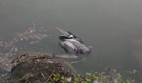 Pelícanos mueren en playas del sur por posible gripe aviar H5N1
