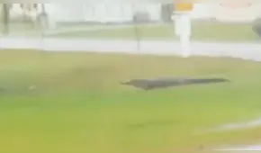 YouTube: enorme caimán cruza calle en medio del huracán Florence y habitantes se impactan [VIDEO]