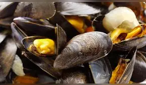 Callao: prohiben extracción de moluscos por hallazgo de bacteria E. coli