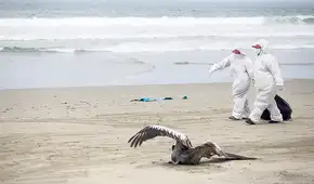 Decretan por 90 días emergencia sanitaria en Perú por gripe aviar Decretan por 90 días emergencia sanitaria en Perú por gripe aviar