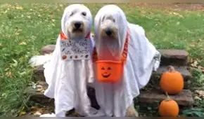 Facebook: "Perros fantasmas" recorren las calles en busca de dulces por Halloween