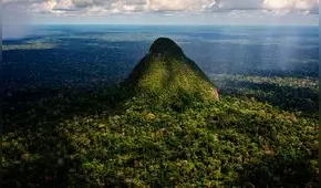 La coca invade los bosques de Sierra del Divisor