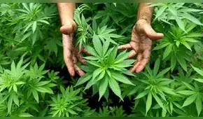 Francia aprueba el uso experimental del cannabis medicinal por dos años [VIDEO]