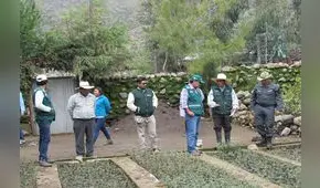 Arequipa: Plantaron 2000 queñales para mejorar la calidad de vida de varias comunidades