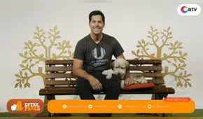 Conoce como evitar las pulgas y garrapatas en tus mascotas- Entre patas