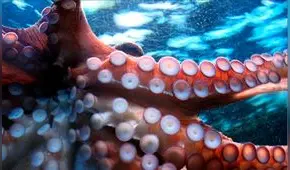 Twitter: Impresionante fotografía muestra a pulpo "montando" a un delfín