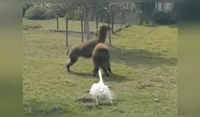 YouTube viral: Ganso irrumpe pelea de llamas y les da severa lección [VIDEO] 