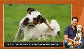 Conoce como prevenir la alergia en los perros - Entre Patas