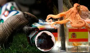 Desde el pulpo Paul hasta el cuy Jimmy: ¿qué pasó con los animales que predijeron en los mundiales?