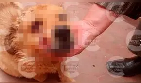 Huancayo: golpean a anciano que defendió a su perrito de agresiones