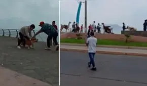 Perro pitbull ataca a una llama en plaza de Chimbote