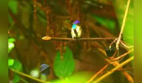 Amazonas: empresarios del norte inician taller de observación de aves