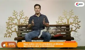 Cómo evitar los golpes de calor en las mascotas  - Entre patas