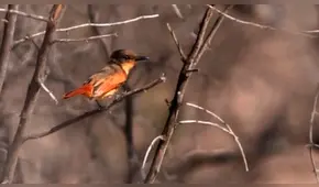 Eligen a Perú como el mejor destino del mundo para la observación de aves 