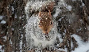 EE. UU. emite alerta por ardilla que dio positivo a peste bubónica