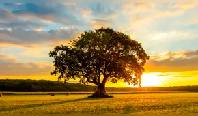 Frases para reflexionar por el Día Mundial del Medio Ambiente
