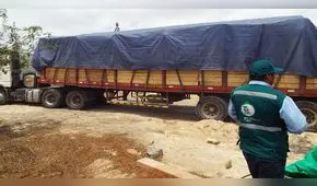 En Arequipa decomisan cedro de procedencia ilegal valorizado en más de 26 mil soles [FOTOS y VIDEO]