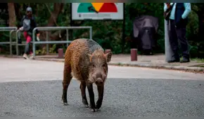 China: Hong Kong se enfrenta a una invasión de jabalíes [FOTOS]