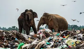 Sri Lanka: elefantes son captados buscando alimento entre la basura