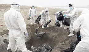 Ya van más de 22.000 aves muertas por la gripe aviar