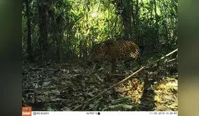 Cámaras trampa para evitar la extinción del jaguar [VIDEO]