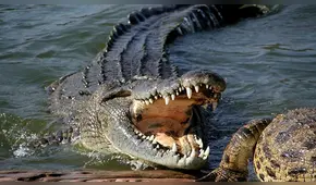 Niña de 11 años se enfrentó a cocodrilo y le quitó los ojos para salvar a su amiga [FOTOS]