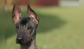 ¿El “Perro calato” fue un manjar curativo? [VIDEO]