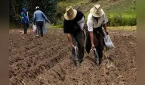 Fertiabono: Midagri inició pago de la segunda lista de beneficiarios