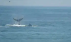 Tacna: Ballenas sorprenden a pobladores de Boca del Río [VIDEO]