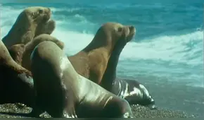 YouTube viral: Descomunal animal emerge del mar para tragar entero a un lobo marino [VIDEO] 