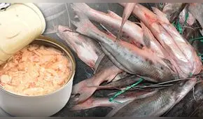 España prohíbe que niños y embarazadas consuman atún por presencia de mercurio