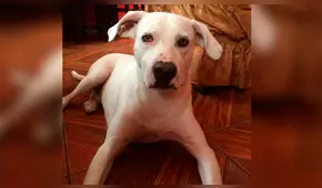 Familia pide ayuda para encontrar a mascota perdida en SMP   