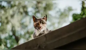 Los gatos sí reconocen la voz de sus amos, pero suelen ignorarla 