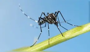 Mosquito tigre asiático capaz de transmitir 22 tipos de virus pone en alerta a Europa