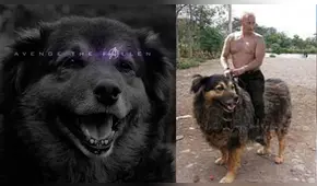 Facebook viral: alumnos de la UNMSM despiden a su 'Perrovaca' con sentimentales memes [FOTOS] 