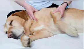 ¿Cómo darle un buen masaje relajante a tu perro?