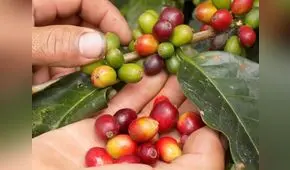 Moyobamba: 900 familias del Alto Mayo se benefician de proyecto de conservación